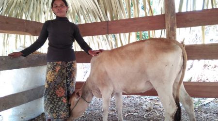 FHH recieve cow at Anlong Saam village (2)