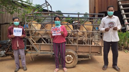 FHH recieve cow at Anlong Saam village (3)
