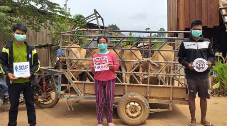 FHH recieve cow at Anlong Saam village (4)